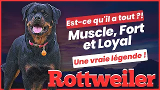 Rottweiler : Absolument intrépide, fort et loyal : qu'est-ce qui ne va pas ? !