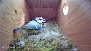 5th May 2021 - Incubation Day 8 - Blue tit nest box live camera highlights