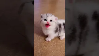 Kittens Meowing and Mom Cat Loving