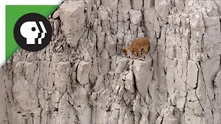 Rock-Climbing Goats