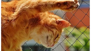 Cats are simply funny, clumsy and cute!   Cute cat compilation