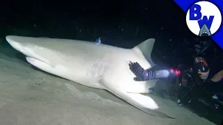DON'T WAKE the SHARK!
