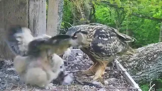 Kassikakk::Eagle Owl~Prey for the Owlet & Self feeding~9:31 pm 2024/05/17