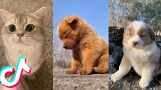 Cute Pet TikToks that Will Brighten Up Your Day 😍❤️️