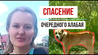 Спасение очередного алабая