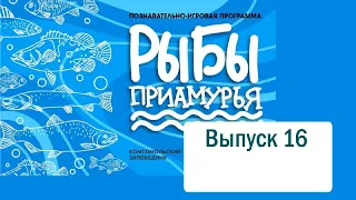 Онлайн-клуб от 15.04.2022 Рыбы Приамурья.