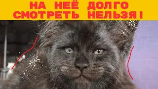 КОШМАР или ЧУДО? Необычная мордочка этого котенка взорвала интернет!