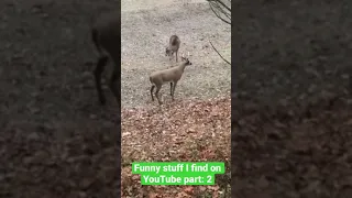 The deer got confused