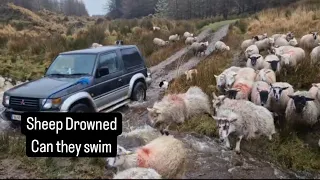 Sheep drowning, Can things get any worse with the weather  #cows #farm #farming #farmanimals