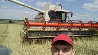 Claas Lexion 580 & V900 Harvesting Raps уборка рапса Лексикон 580 жнива