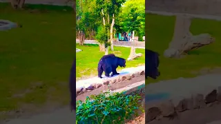 Tata Zoo Black Bear 🐻 Short video #zoo #bears#wildanimals #shortsvideo #trendingshorts#viralshorts