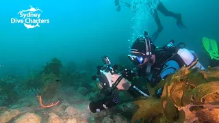 Dive Sydney Weedy Seadragon Scuba diving Sydney @ Bluefish Point best dive site