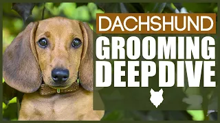 How To Groom Your DACHSHUND