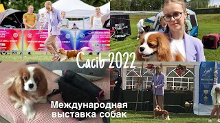 ВЫСТАВКА СОБАК/Как выглядит выставочный мир/Участвую в конкурсе Юный Хендлер