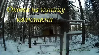 Охота на куницу капканами. Проверка путика.