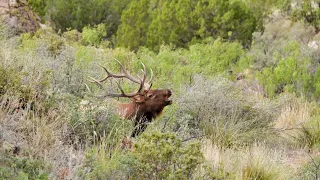 Wildlifers TV S4 | E9 "Mueller's Mountain Madness"