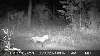 Fox - Friday, May 3, 2024 at 3:07 AM