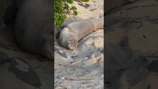 Lazy Monk Seal on the beach in Hawaii