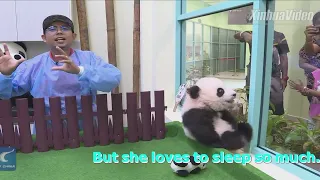 [大熊猫]马来西亚-暖暖的妹妹成精了～会说话了！