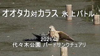 オオタカ対カラス　氷上バトル　2021.01 代々木公園　4K
