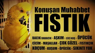 Konuşan Muhabbet Kuşu Fıstık Karma Çok güzel Öpücük Cicim Aşkım Babacık Cici Kuş  Kuşum Sıkıntı yok