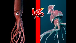 Colossal Squid VS Giant squid