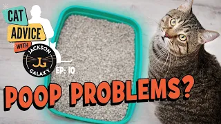 Litter Box Problems: Cats Covering Their Poop