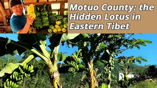 Motuo County: the Hidden Lotus in Eastern Tibet with the Himalaya, the Yarlung Tsangpo, and Bananas!