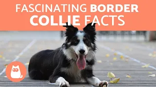 10 Fascinating Facts About the Border Collie