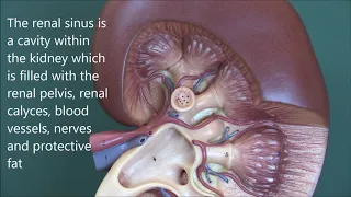 Renal Anatomy 2, Macroscopic structure and blood vessels