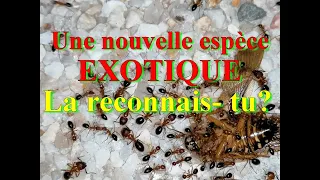 Une nouvelle espèce de fourmis. Une grosse colonie.  Mais qui est ce donc ! Medoc72