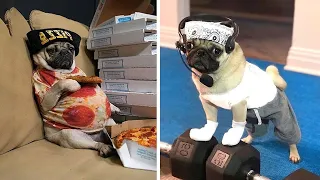 Funniest and Cutest Pug Dog Videos Compilation 2020 #6