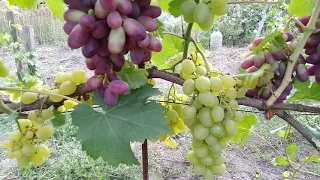 Супер Экстро, Юбилей Новочеркаска, Флейм сидлис.  Ранний  виноград в августе, Белгородская область.