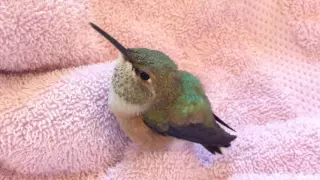 Baby Rufous Hummingbird