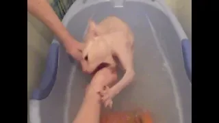 Морской бой купаем сфинкса Каспера. dangerous Sphinx cat bathing