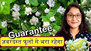 🔴7 TIPS TO GROW MOGRA PLANT, JASMINE PLANT/ HOW TO CARE MOGRA मोगरा #garden #jasmineplant #mogra