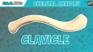 Clavicle Anatomy