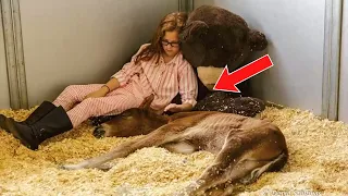 Baby Horse Who Lost His Mom Finds A Whole New Family