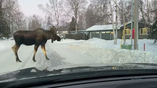 Bull moose in winter - Anchorage, AK.