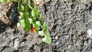 テントウムシ(ナナホシテントウ)を見つけました🐞