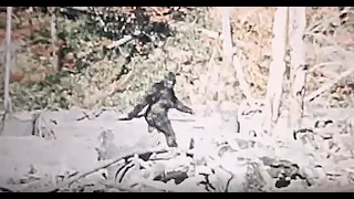 Patterson-Gimlin Film