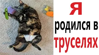 Приколы! Я РОДИЛСЯ В ТРУСЕЛЯХ - МЕМЫ!!! Смешные видео от – Доми шоу!