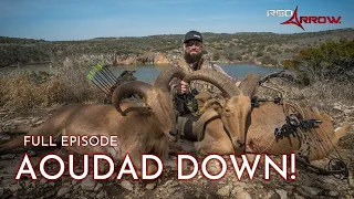 TWO BIG AOUDAD DOWN!! I Red Arrow I Full Episode