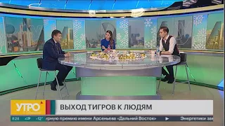 Выход тигров к людям. Утро с Губернией. 07/12/2020. GuberniaTV