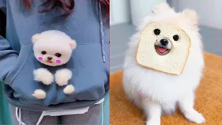 Tik Tok Chó Phốc Sóc Mini | Funny and Cute Pomeranian Videos #37