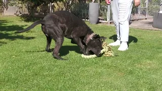 Presa Canario Rüde Kano sucht neues Zuhause.