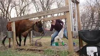 HOW TO HAND MILK A COW