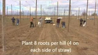 HOPS TV - EPISODE 9 - planting hops.wmv