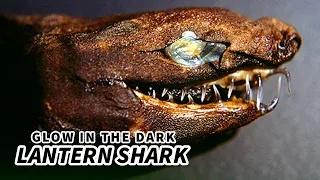 Lantern Shark Facts: GLOW IN THE DARK Shark | Animal Fact Files