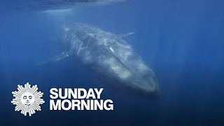 Swimming with whales